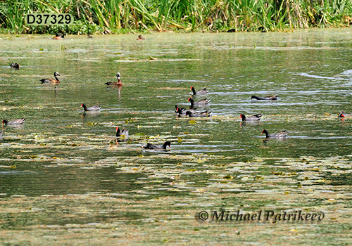 Common Gallinule (Gallinula galeata)